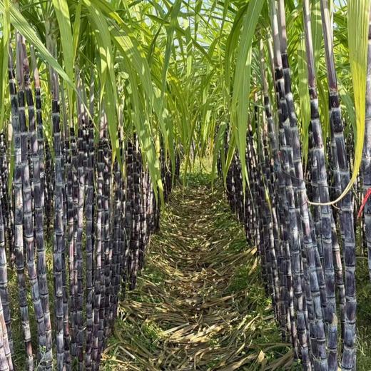 广西黑皮水晶甘蔗【水果甘蔗】 商品图4