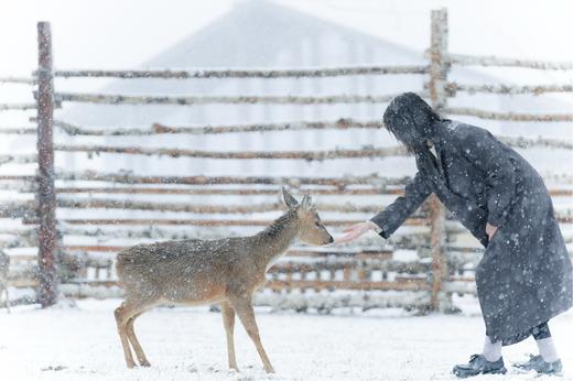 长白山郝力克酒店×三晚套餐·含马拉爬犁体验+滑雪+地中海温泉+UTV场地+YOYO鹿苑门票 商品图7