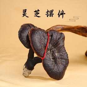 观赏灵芝装饰摆件一整朵送礼家居手把件&灵芝片泡8+1煮水煲汤