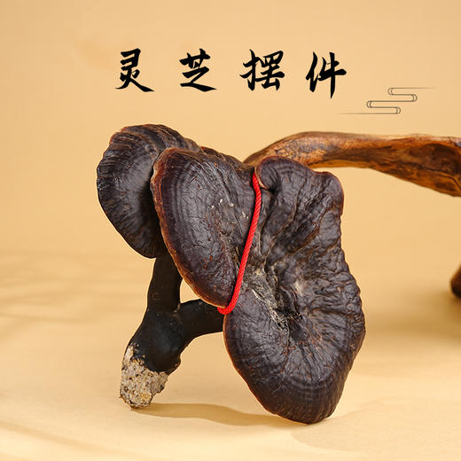 观赏灵芝装饰摆件一整朵送礼家居手把件&灵芝片泡8+1煮水煲汤 商品图0
