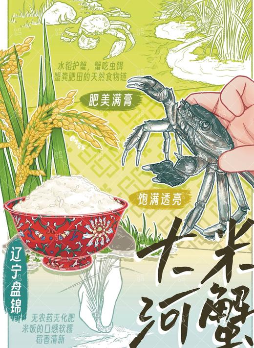 辽宁有机蟹田米49元1袋10斤装，明天到 商品图8