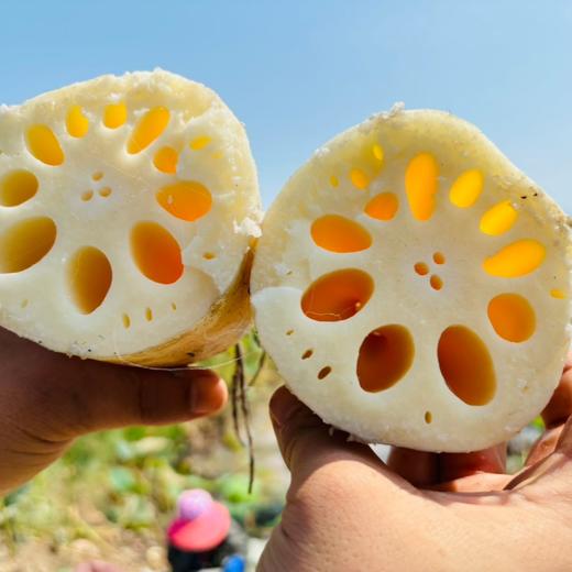 陕西黄河湿地脆莲藕 商品图0