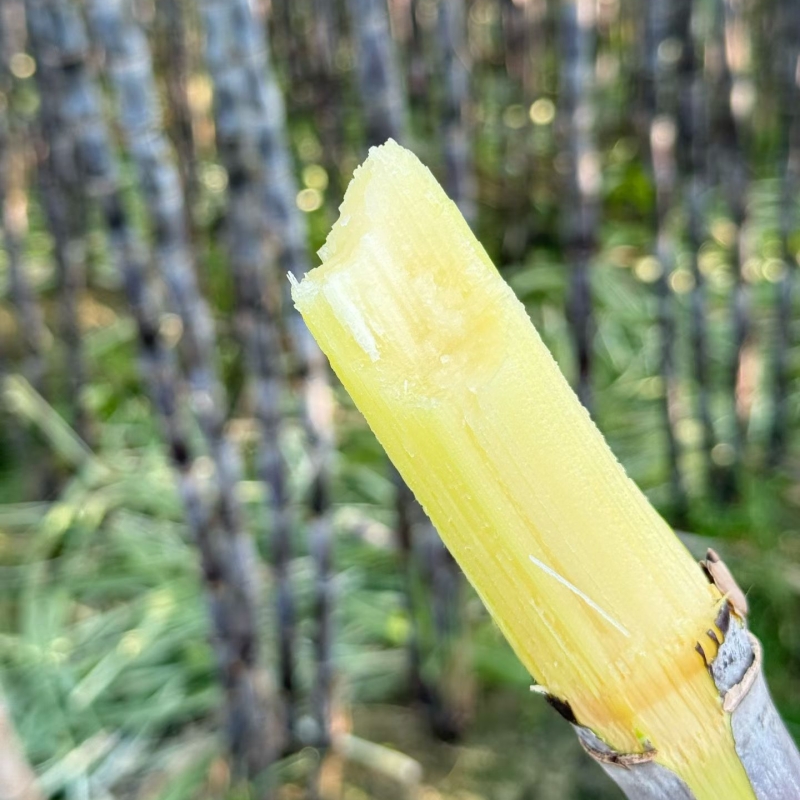 广西黑皮水晶甘蔗【水果甘蔗】