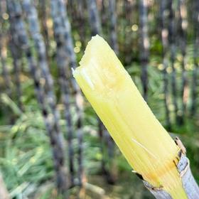 广西黑皮水晶甘蔗【水果甘蔗】
