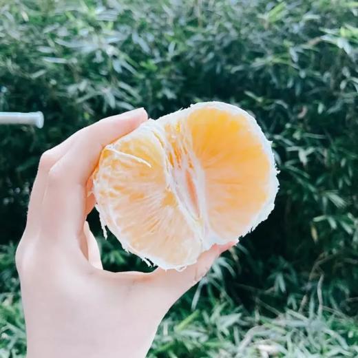 【常山胡柚】鲜嫩多汁清香可口的常山胡柚10斤装 商品图2