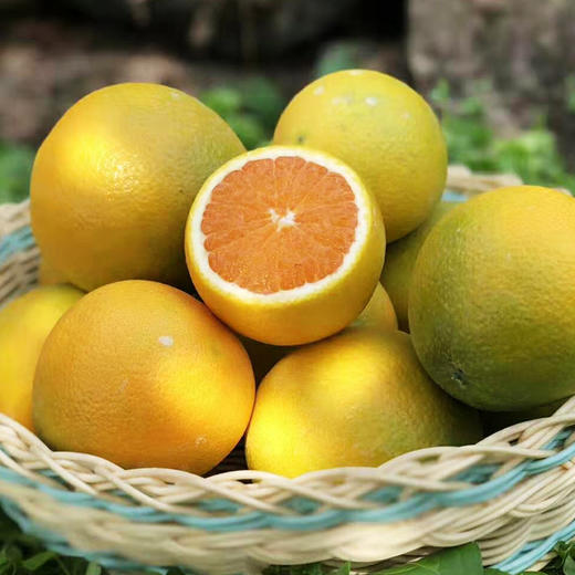 【新鲜采摘，现摘现发；每周二、周五发货，下雨天气延顺】基地直发 | 九月红生态脐橙 | 湖北宜昌 商品图0