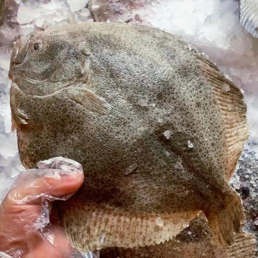 【顺丰包邮3条大多宝】新鲜活冻多宝鱼，刺少肉多 肉身厚重 个大饱满 味道更美味一条一盘足够 肉特别厚实 全是我们收的鲜货基地直邮 商品图1