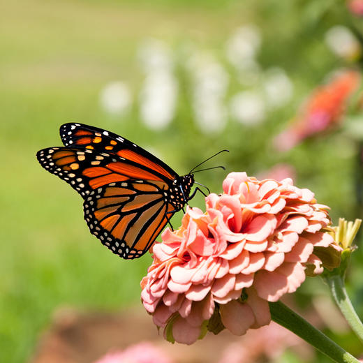 “生态密码：蝴蝶与它们的隐秘世界”亲子活动 商品图5