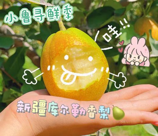 新疆库尔勒香梨【顺丰快递】百草源 商品图0