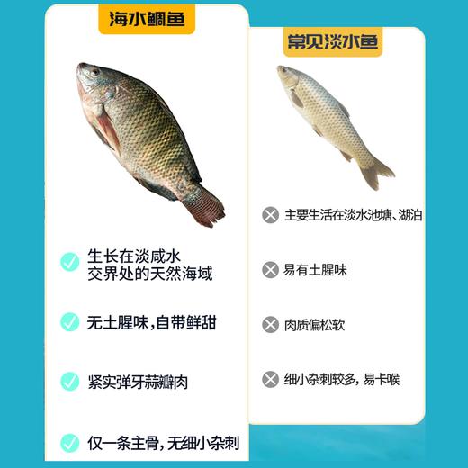 疯抢中！！顺丰直发【仅含一条主骨无小刺、老人儿童放心吃！】【广东阳江·海水鲷鱼】免杀免处理 肉质紧实 鲜美嫩滑 营养丰富 约1500g/冷链包装 商品图12