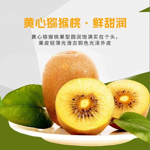【黄心猕猴桃】细腻软糯一口爆汁维C小炸弹12枚/24枚 商品图5