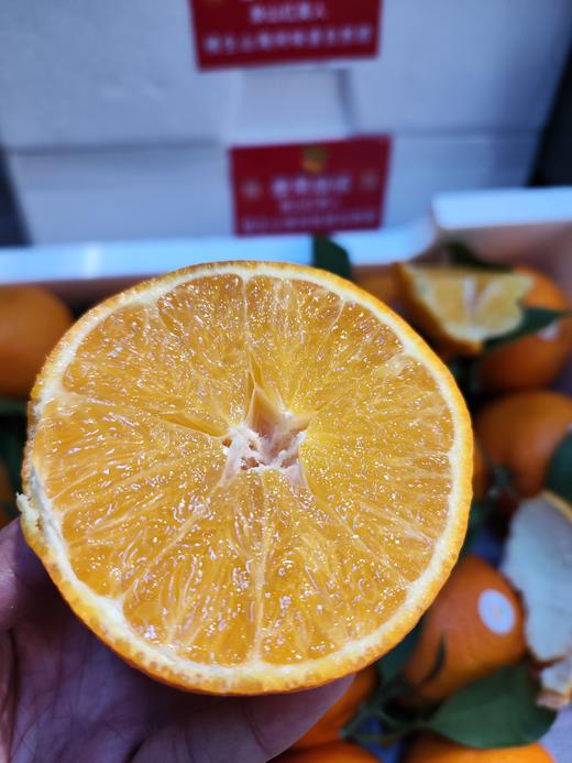 红美人柑橘  桔子   皮薄 果肉嫩如果冻 出汁率高 口感几乎纯甜 商品图2