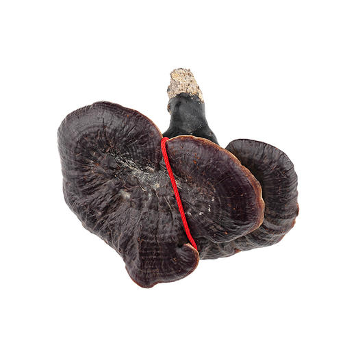 观赏灵芝装饰摆件一整朵送礼家居手把件&灵芝片泡8+1煮水煲汤 商品图4