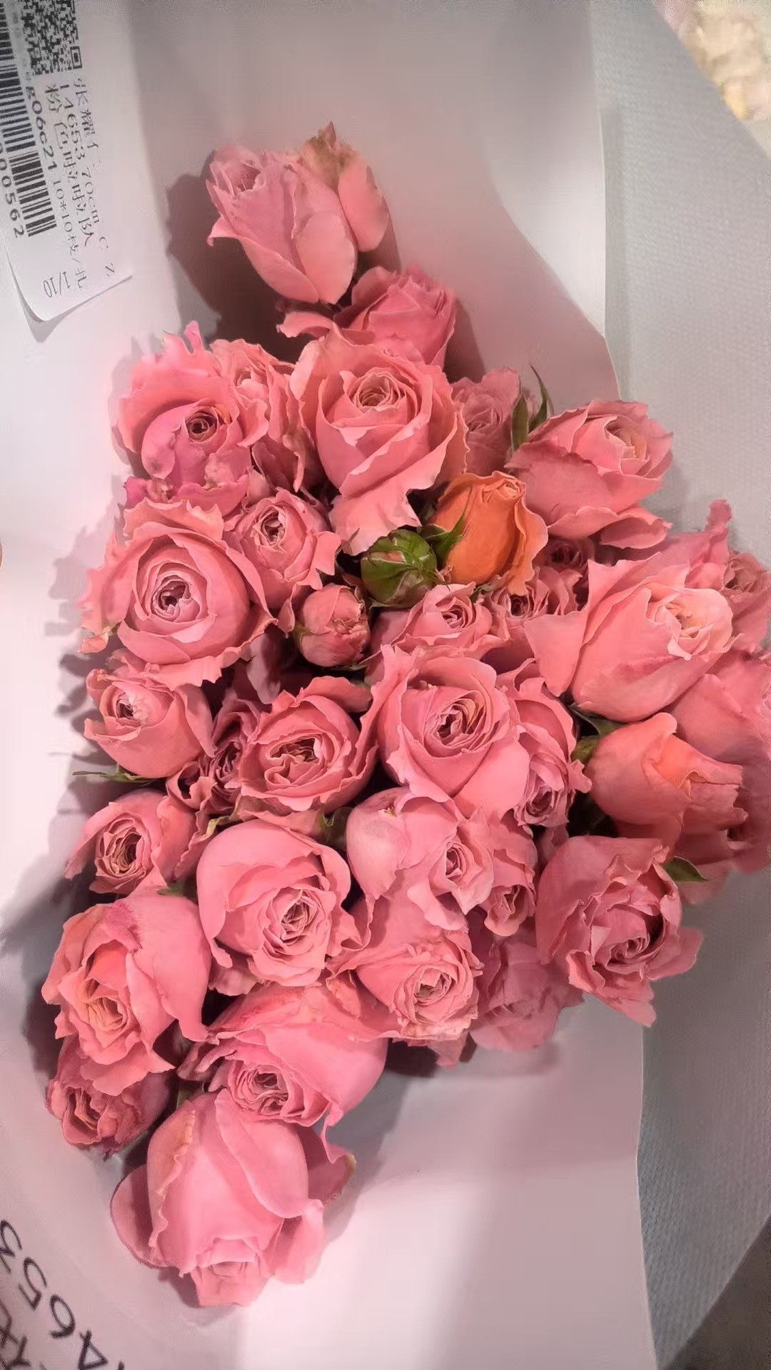 多头玫瑰     粉色啦啦队