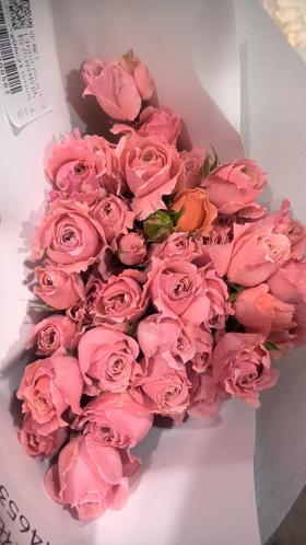 多头玫瑰     粉色啦啦队