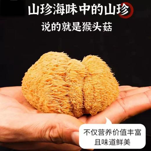 猴头菇黑龙江伊春 商品图1