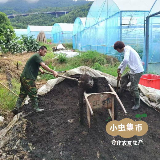 生态甜杆西兰苔/油菜苔 3斤 | 合作农友生产，产自福建福州，生产者：薛经茂 *【公平贸易农人定价】 商品图10