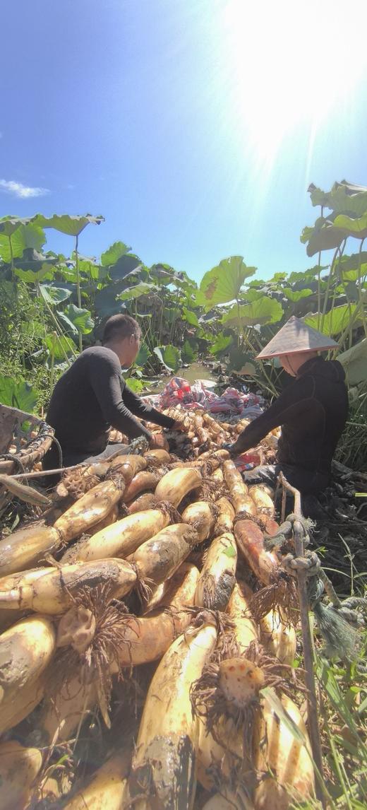 米马生鲜 正宗洪湖粉藕 天然生长 粉糯香甜藕香浓郁 商品图4