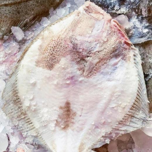 【顺丰包邮3条大多宝】新鲜活冻多宝鱼，刺少肉多 肉身厚重 个大饱满 味道更美味一条一盘足够 肉特别厚实 全是我们收的鲜货基地直邮 商品图2