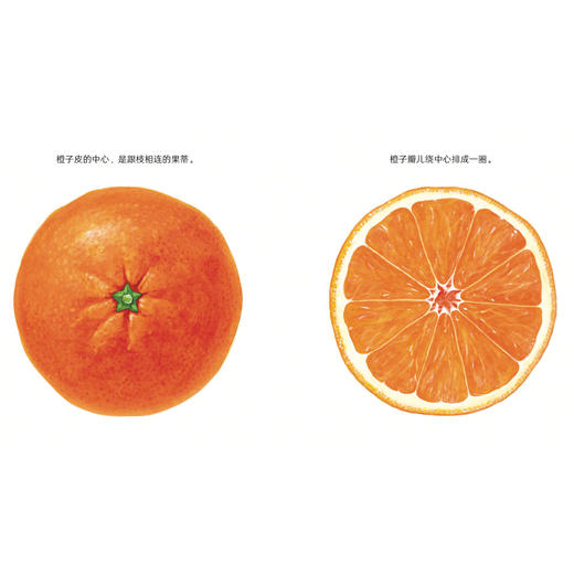 《科学之友经典图画书·生活真好玩》 （全6册） 商品图12