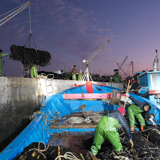 深海头水紫菜 商品图7