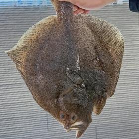 【顺丰包邮3条大多宝】新鲜活冻多宝鱼，刺少肉多 肉身厚重 个大饱满 味道更美味一条一盘足够 肉特别厚实 全是我们收的鲜货基地直邮