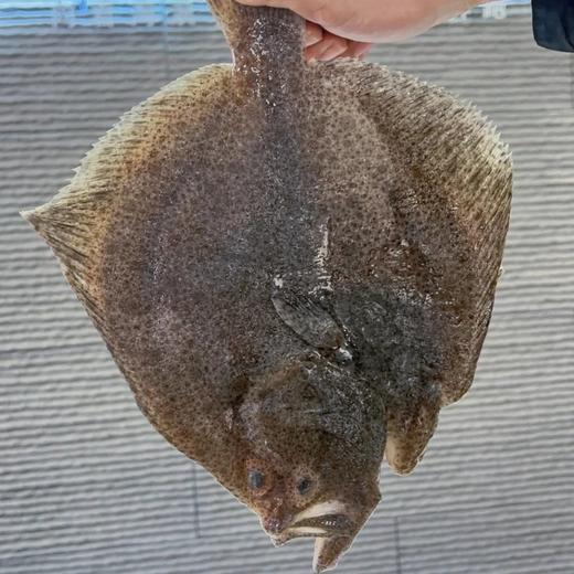 【顺丰包邮3条大多宝】新鲜活冻多宝鱼，刺少肉多 肉身厚重 个大饱满 味道更美味一条一盘足够 肉特别厚实 全是我们收的鲜货基地直邮 商品图0