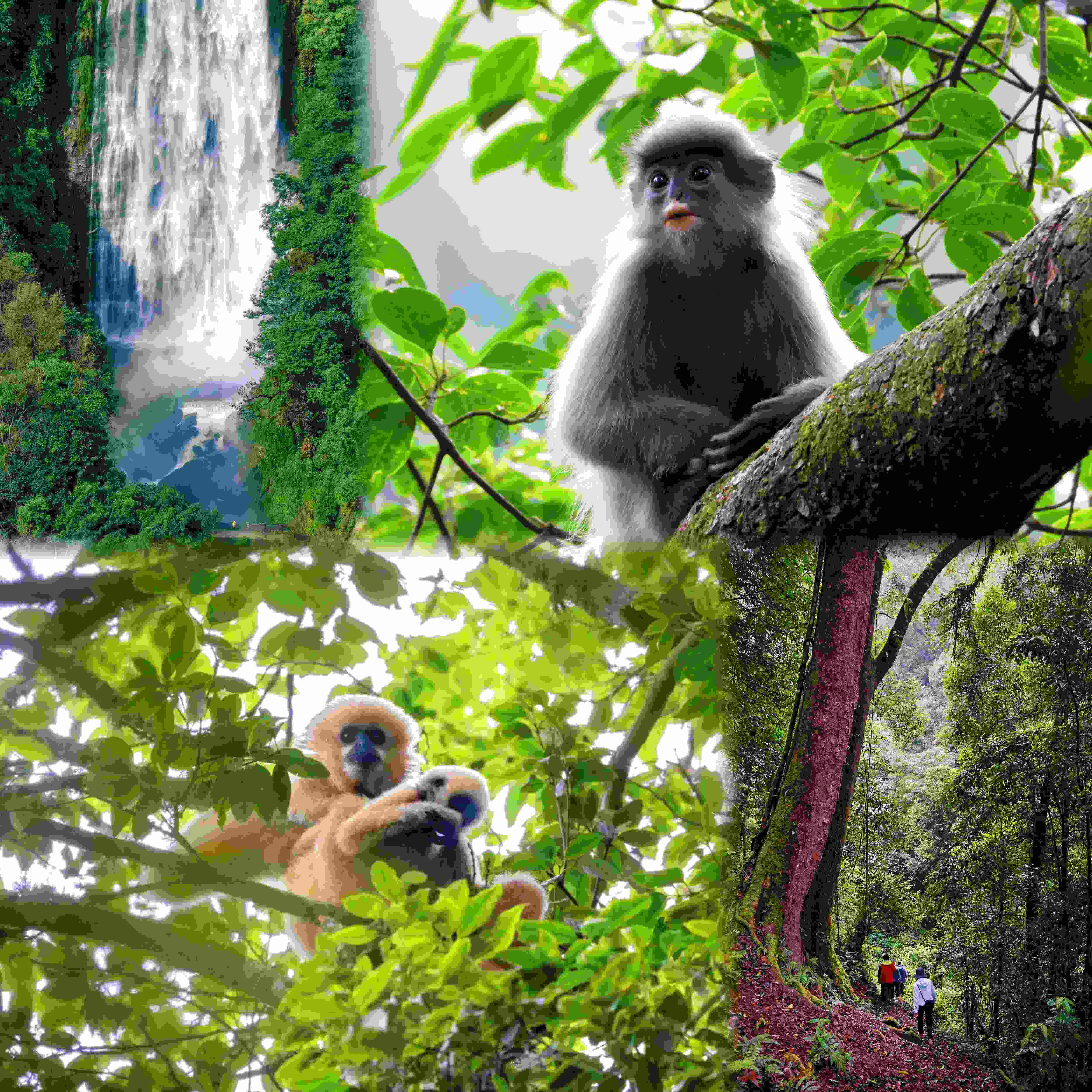 云南元旦| 1.1-1.3哀牢山无量山守望树冠精灵科考亲子营3天2晚，探寻秘境瀑布，寻找国家一级保护动物长臂猿灰叶猴，夜观昆虫观星！趣野星球摄影师带队深度小团！