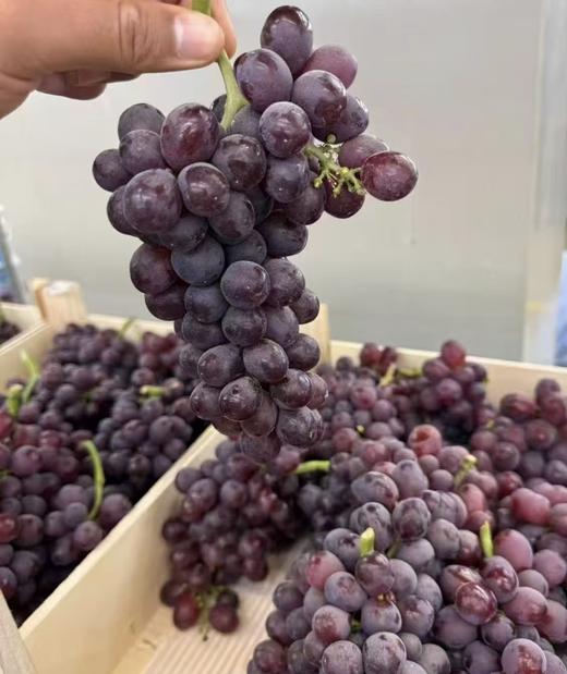 后院水果落地季【哈尔滨同城派送】秘鲁空运进口紫金蜂蜜葡萄，一口惊艳 商品图0