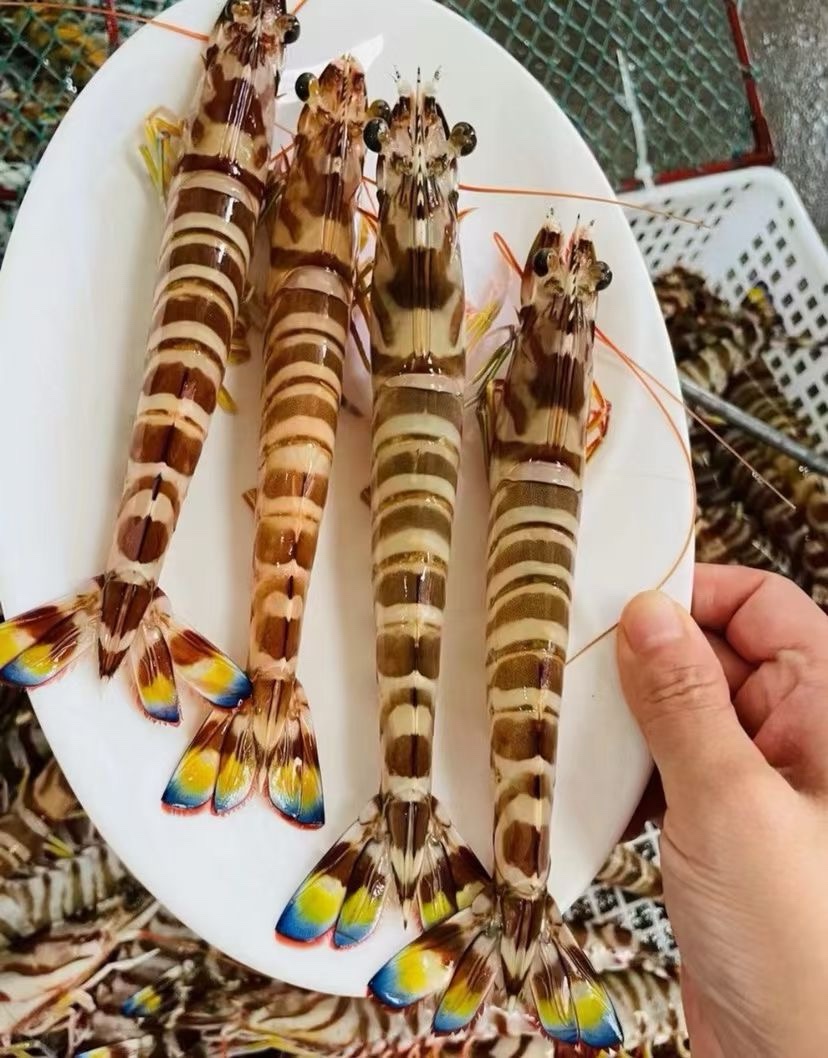 xm4.14日新到货，鲜度100分！！巨无霸大斑节虾！第一船爆网精品大虾🦐！卖完就真没了！！！虾青素爆表 肉质紧实好吃！活冻锁鲜直接把海里的鲜甜和劲道封在虾里！