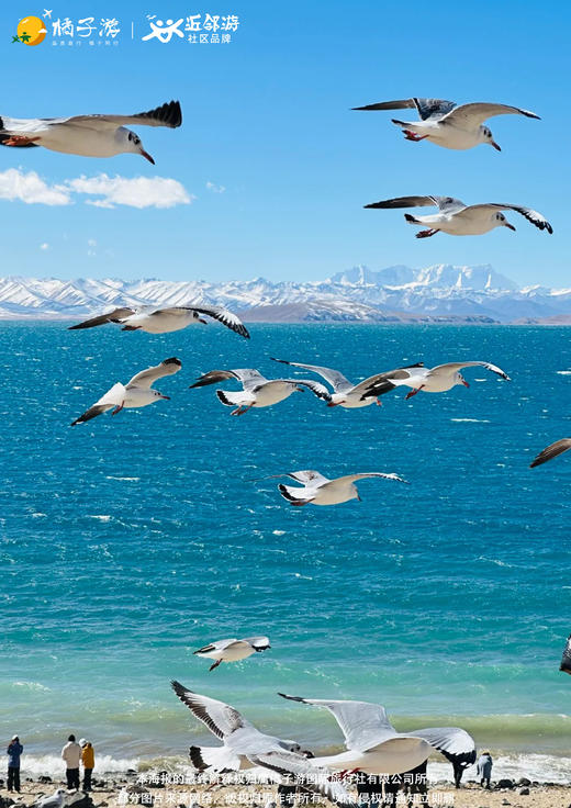 【西藏过大年】双飞7天游 商品图1