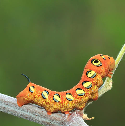 “生态密码：蝴蝶与它们的隐秘世界”亲子活动 商品图0