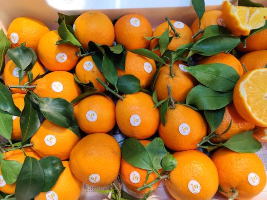 红美人柑橘  桔子   皮薄 果肉嫩如果冻 出汁率高 口感几乎纯甜 商品图5