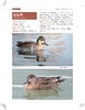 四面山鸟类观察手册 商品缩略图7