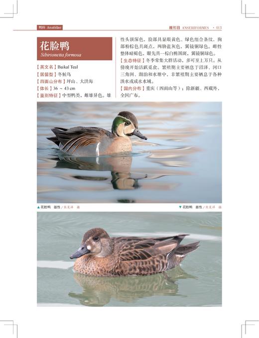 四面山鸟类观察手册 商品图7