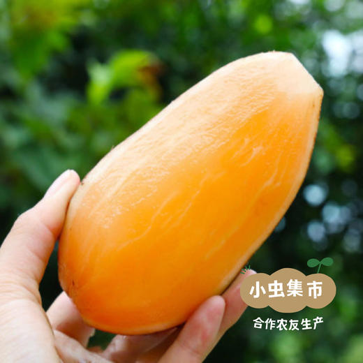 云南生态雪莲果 5斤 | 合作农友生产，产自云南富民，生产者：张志富 *【公平贸易农人定价】 商品图4