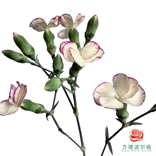 多头康乃馨-缇娜 商品图1