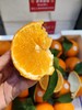 红美人柑橘  桔子   皮薄 果肉嫩如果冻 出汁率高 口感几乎纯甜 商品缩略图3