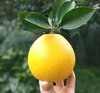 常山胡柚9.8元1袋4.9-5.1斤，明天到 商品缩略图1