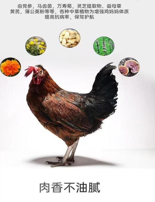 农科特产富硒老母鸡1.2kg(包邮到家) 商品图0