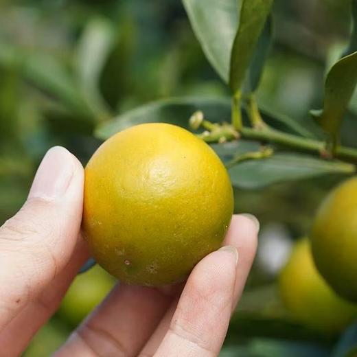 广西融安金桔礼盒独立包装 商品图1