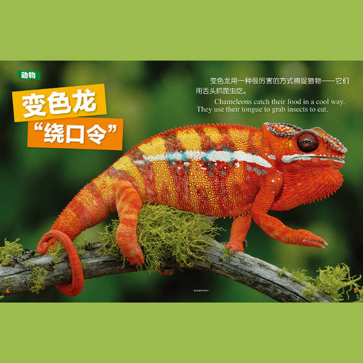 《环球少年地理》 幼儿版2026年12期，每期配套《动物总动员》游戏书，共24本 商品图5