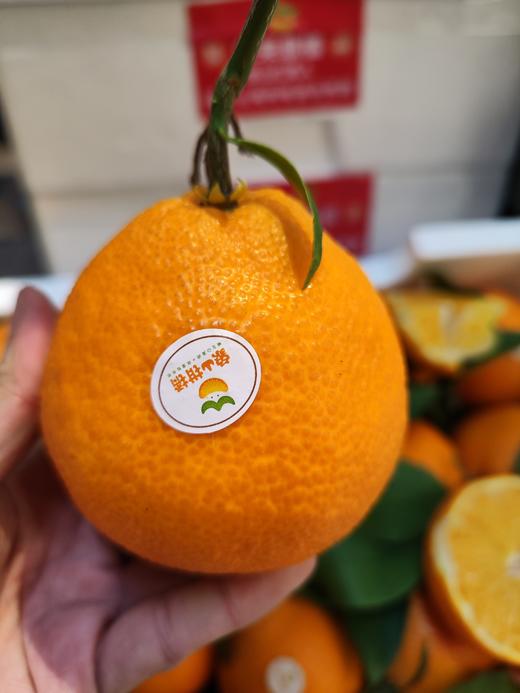 红美人柑橘  桔子   皮薄 果肉嫩如果冻 出汁率高 口感几乎纯甜 商品图0