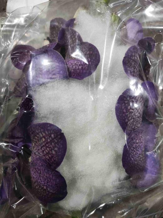 兰花 | 胡姬浅紫带点 商品图0