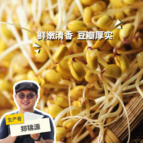 生态黄豆芽 | 绿家自产* Ecological soybean sprouts | Self-production
