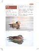 四面山鸟类观察手册 商品缩略图6