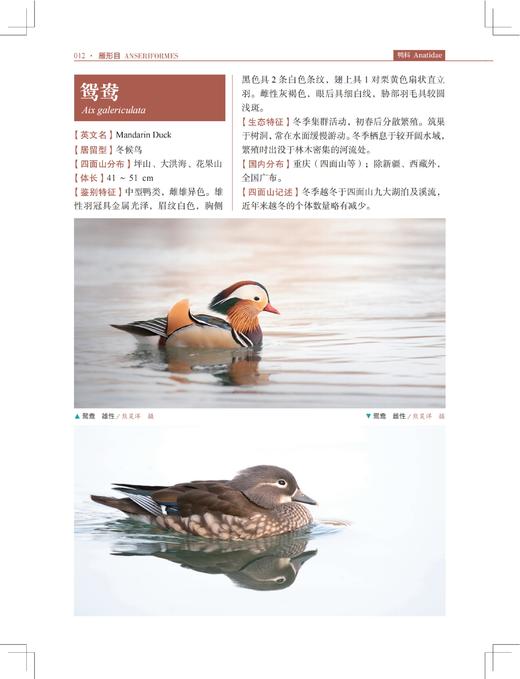 四面山鸟类观察手册 商品图6
