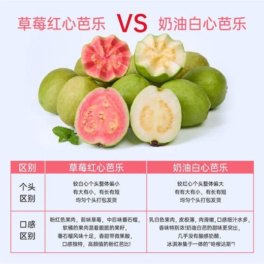 小糖臻选「福建好果子」芭乐 商品图4