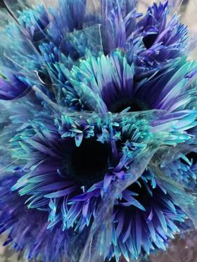 非洲菊 | 染色非洲菊青紫色【人工吸色有色差， 介意慎拍】