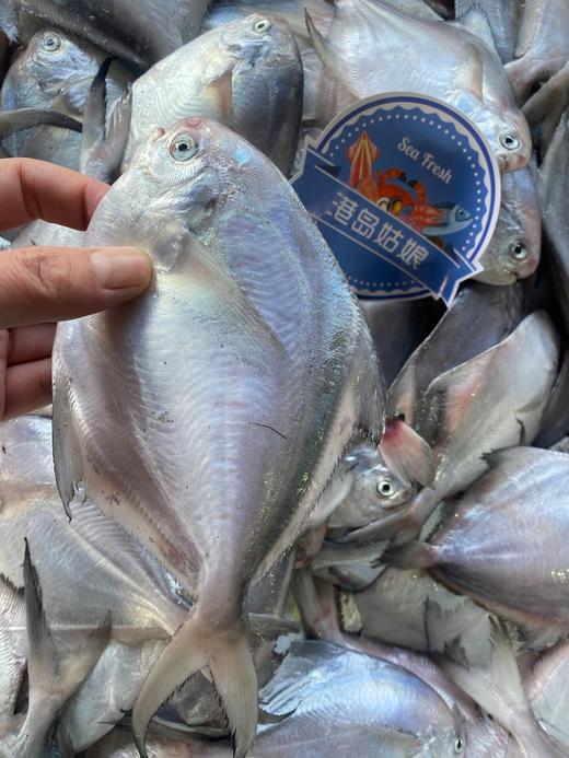 xm大降价！限量抢购，一箱99💰 餐桌上的国民好鱼「小白鲳鱼」肉质细嫩如豆腐，入口即化，鲜掉眉毛，顺丰活冻锁鲜 商品图0